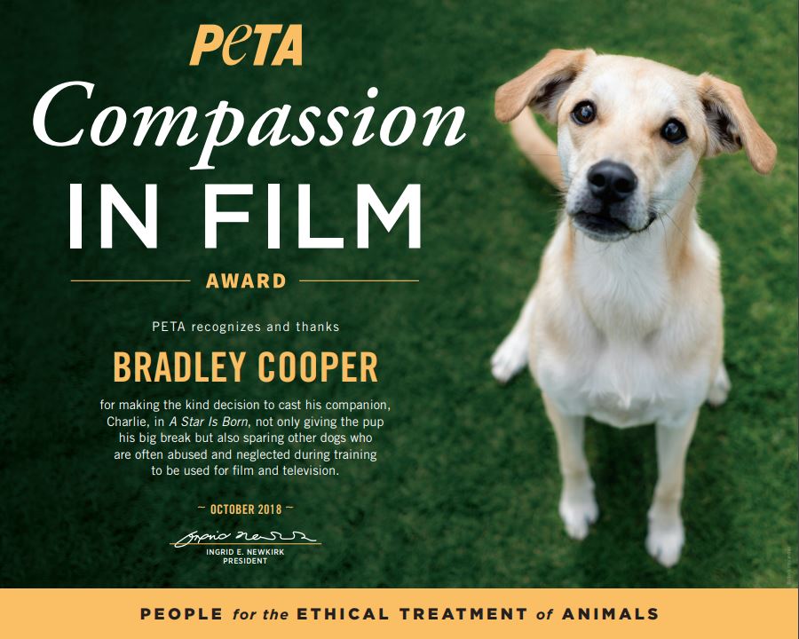 How PETA Used Newsjacking to Connect its Message to A Star is Born