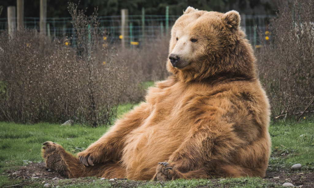 The Marketing Heft Behind Fat Bear Week