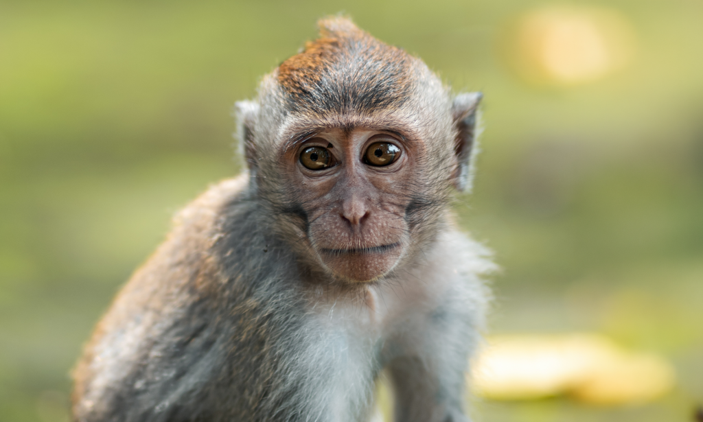 How IKEA's Marketing Team Capitalized on Punch the Monkey